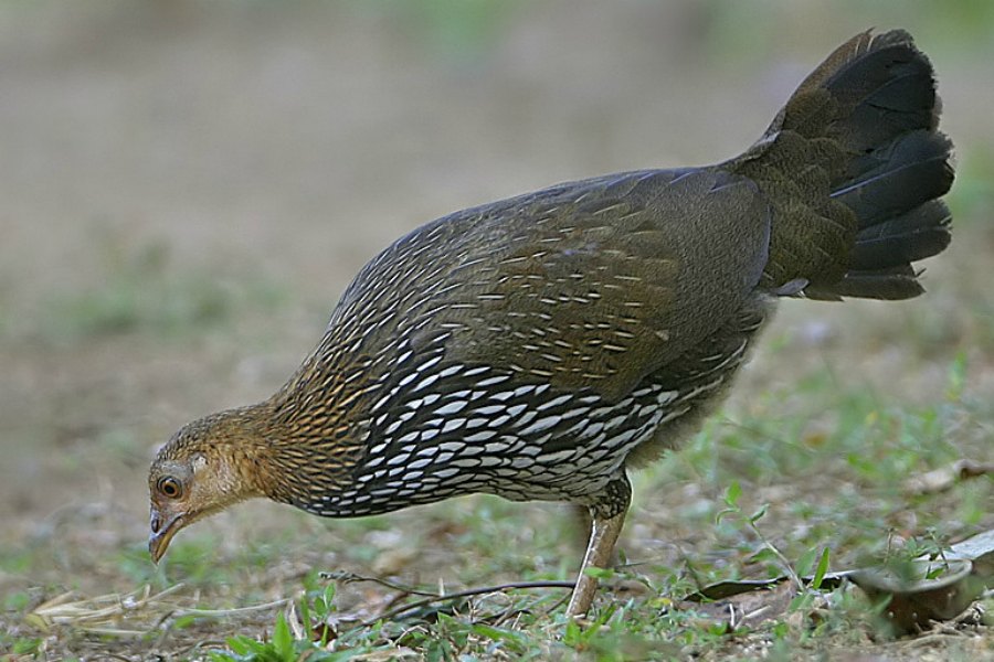 grey-jungle-fowl_01.jpg