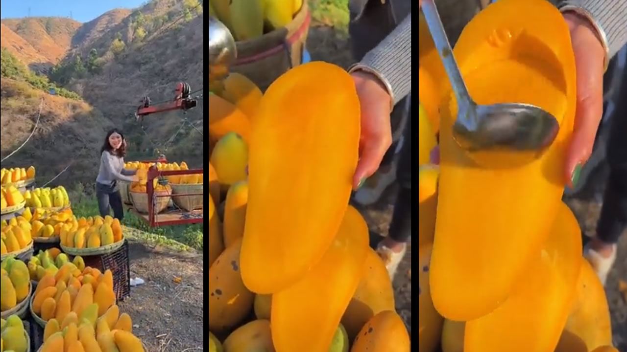 seedless-mango-viral-video.jpg