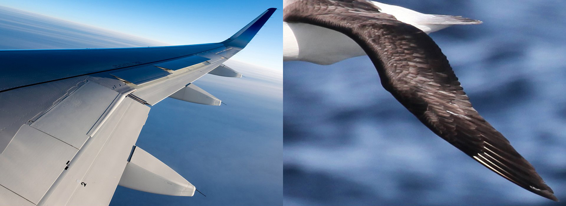 blog-hero-image-biomimicry_1-airbus.jpg