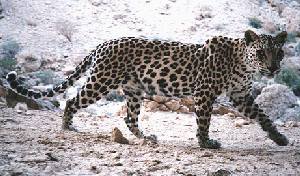 Arabian-leopard.jpg