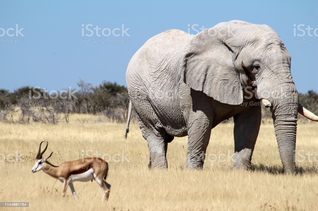 elephant-and-gazelles-on-the-african-savannah-picture-id1144681754