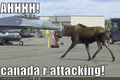 funny+pictures+moose+jet+planes1331828178.jpg