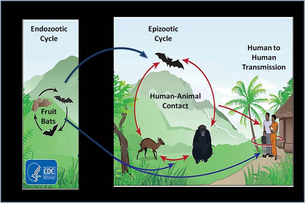 endozootic-cycle-1024x681.jpg