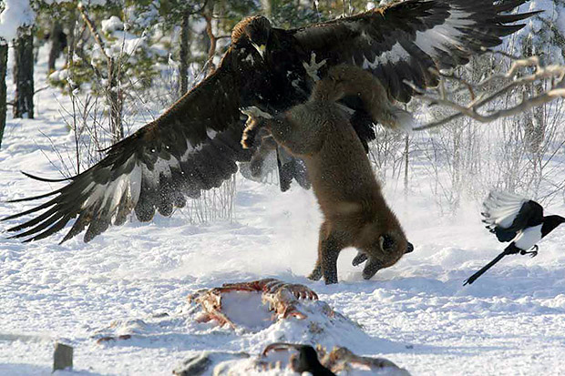 EagleVsFox4.JPG