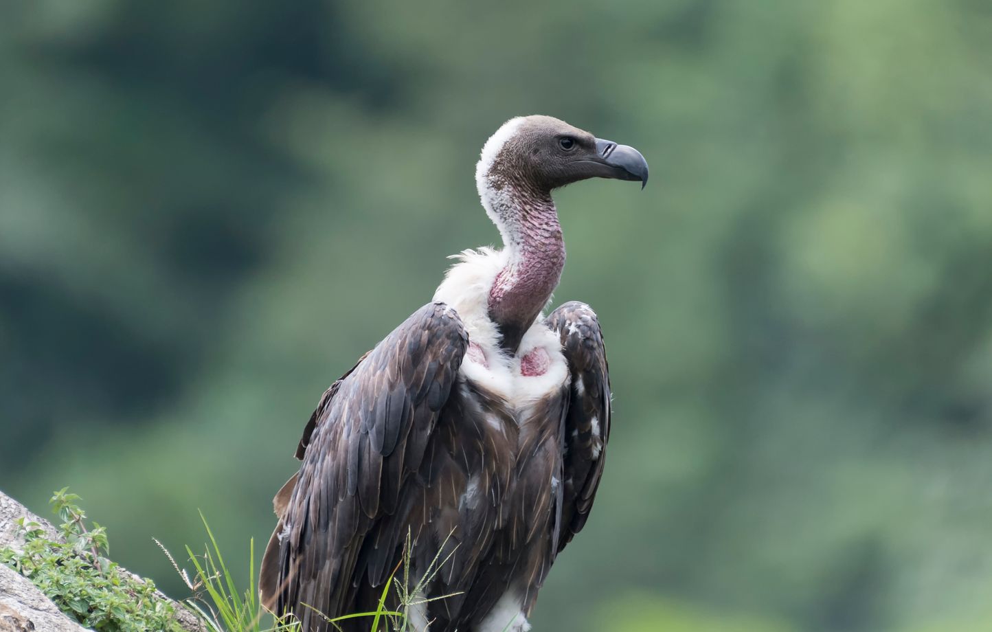 1444x920_white-rumped-vulture-sitting-aloneon-a-big-rock