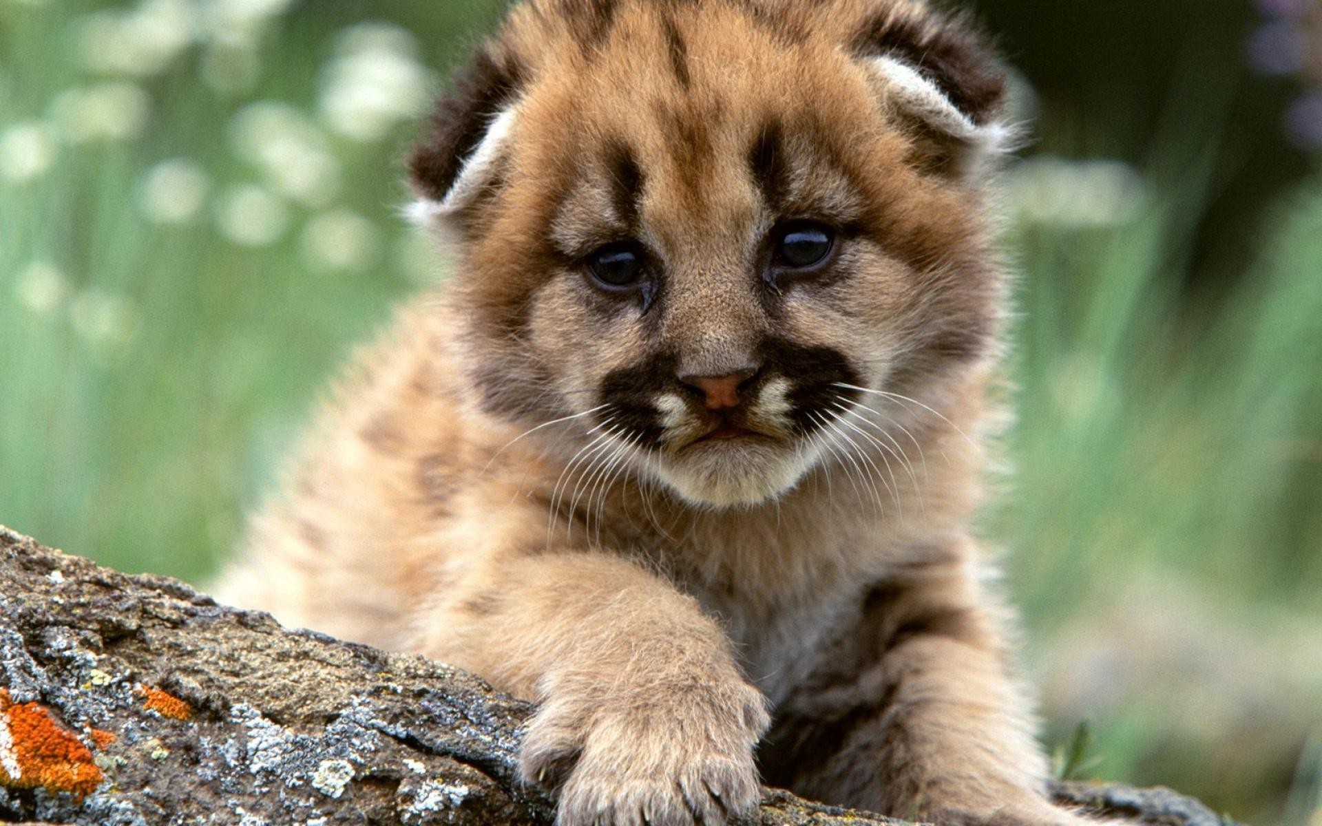 cute-lion-cub-1920x1200-wallpaper.jpg