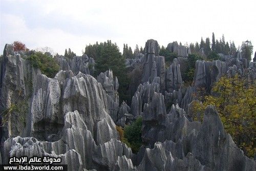 stone_forest01.jpg