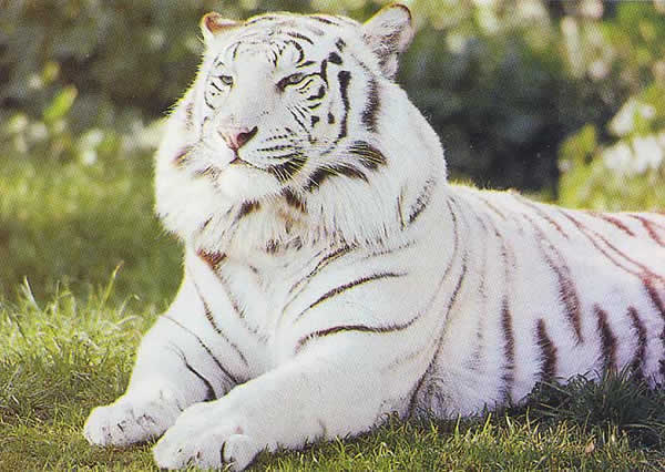 white-tiger.jpg