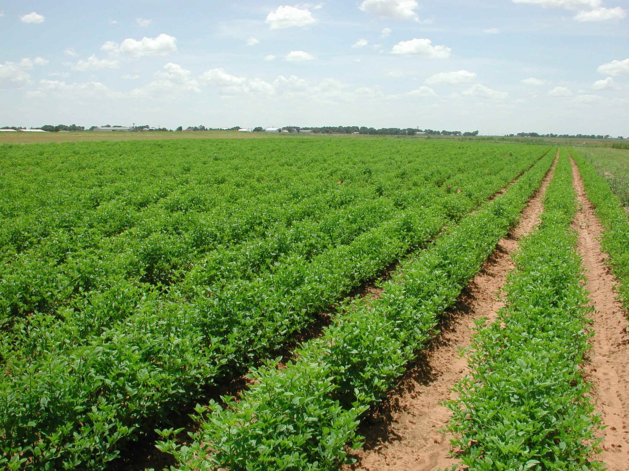 pakistan_agriculture_sindh.jpg