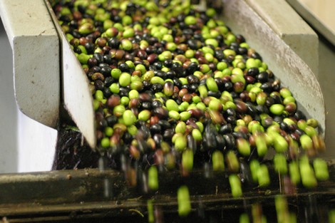 olive_production_944816737.jpeg