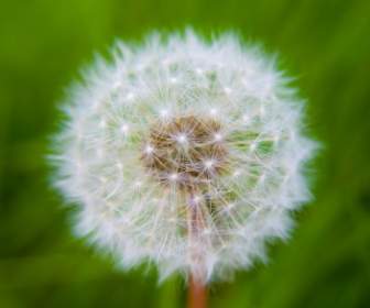 dandelion-138201.jpg