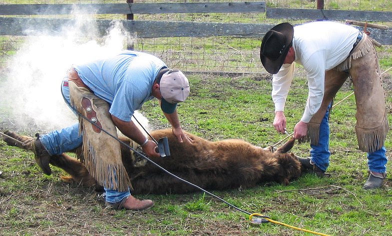 Electric_cattle_branding_and_earmarking.jpg