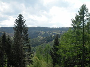 300px-Wald-0326.jpg