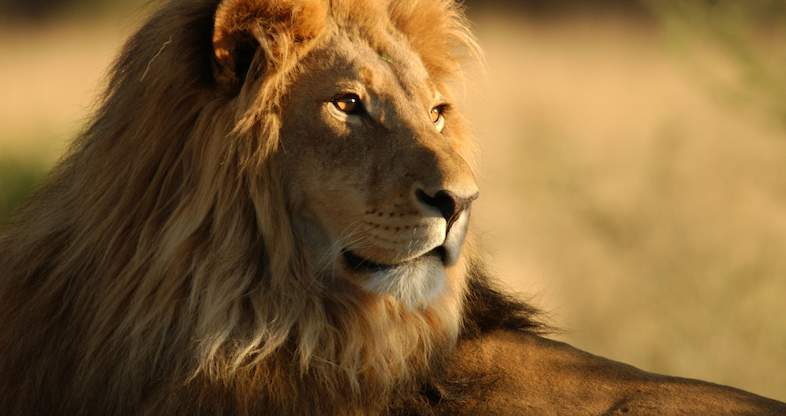 kenya-lion-786x416.jpg