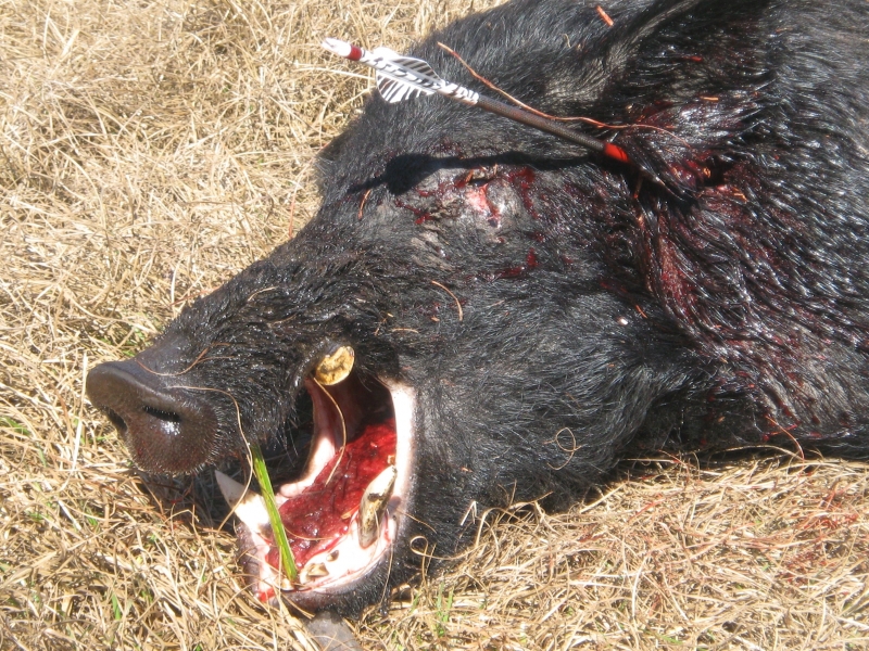 16_Florida_Archery_Hog_Hunt_.jpg