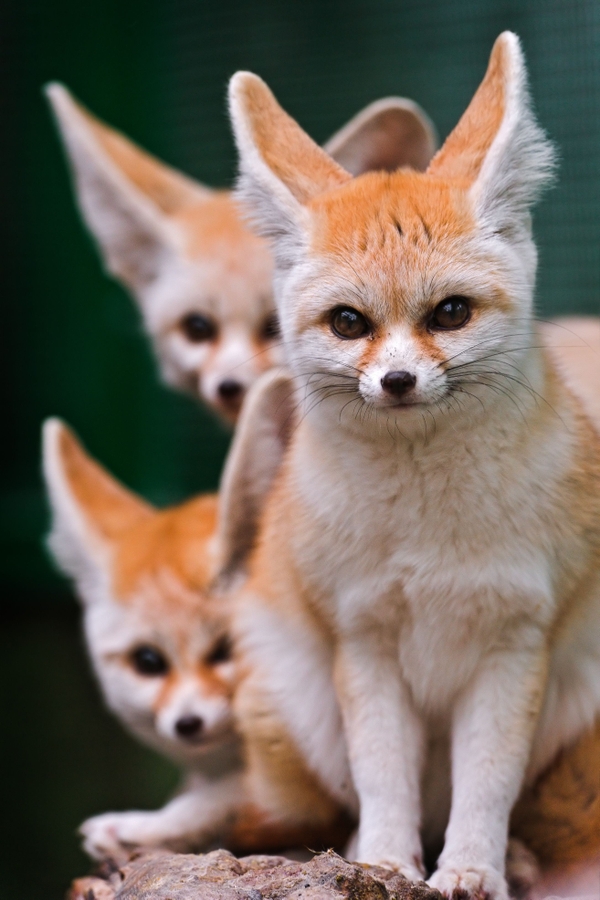 animals-wildlife-fennec-fox-foxes-2627x3941-wallpaper_wallpaperswa.com_48.jpg