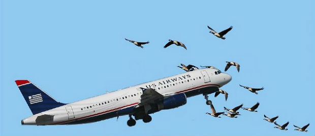bird-plane-collision-study-july20121.jpg