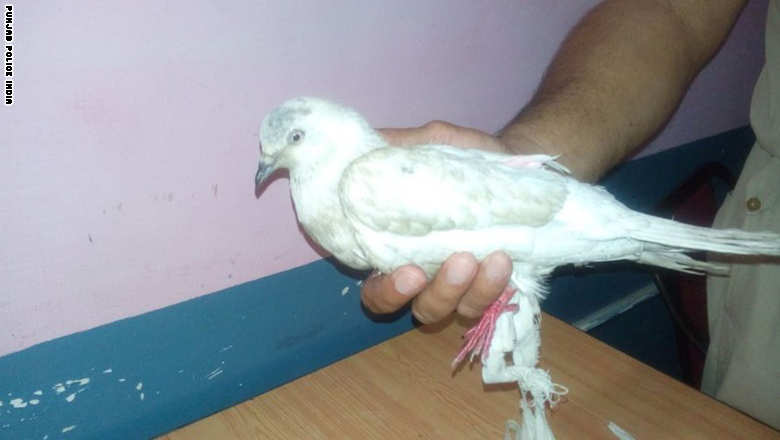 150530010734-india-suspected-spy-pigeon-exlarge-169.jpg