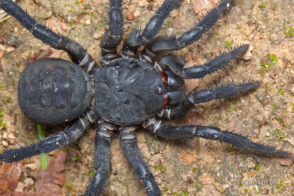 black_armoured_trapdoor_spider_by_melvynyeo-d5g42ok.jpg