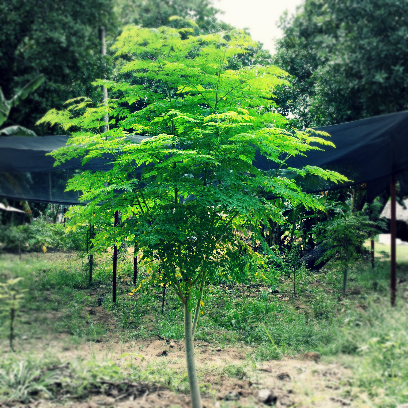 moringa-tree-big.jpg