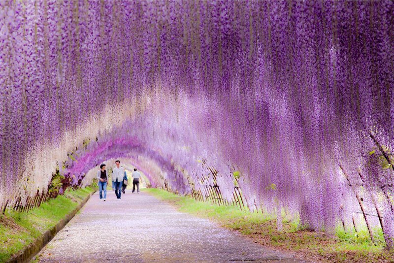 kawachi-fuji-garden-wisteria-tunnel-kitakyushu-japan-4.jpg