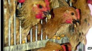 111221030901_bird_flu_304x171_ap_nocredit.jpg
