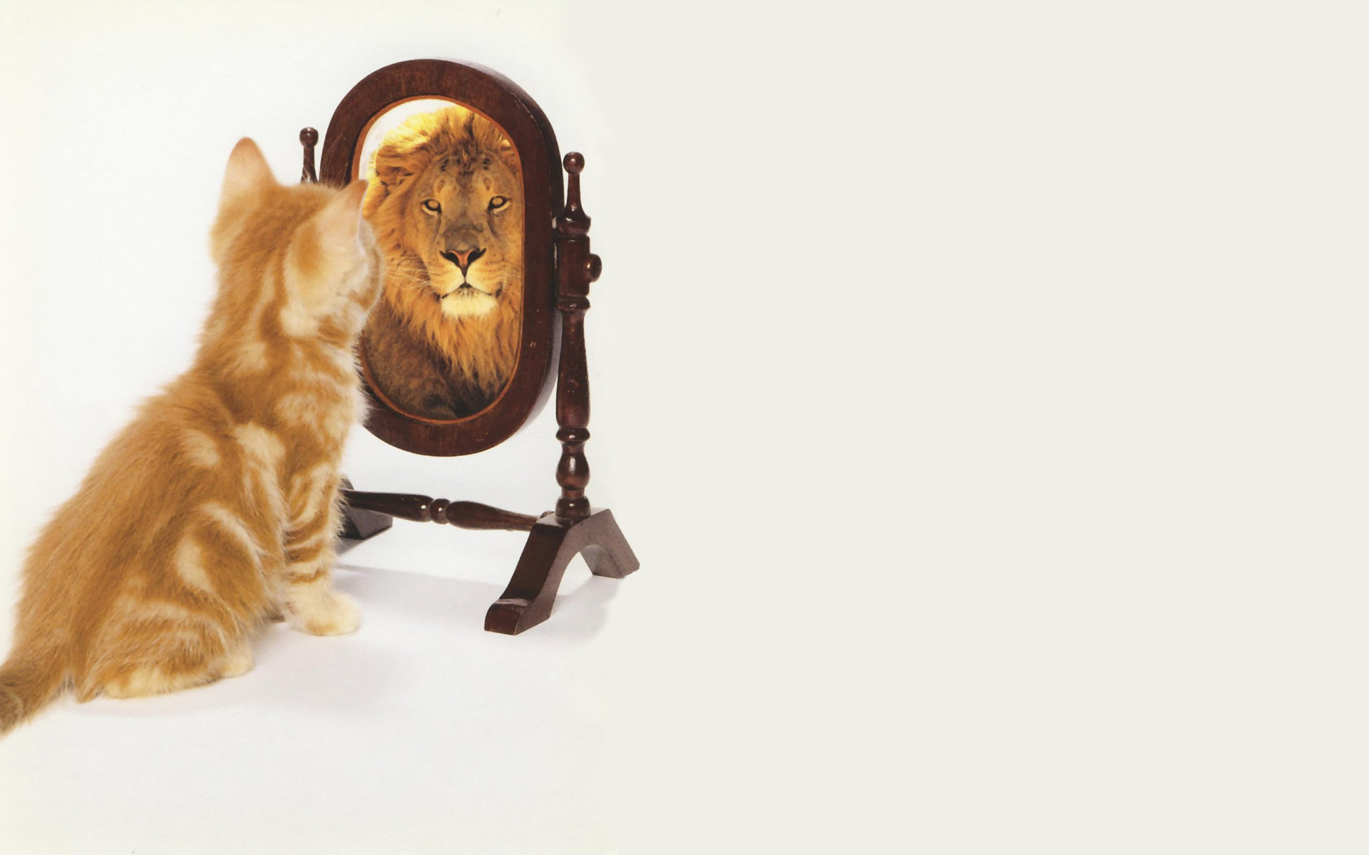 mirror-cat-lion.jpg