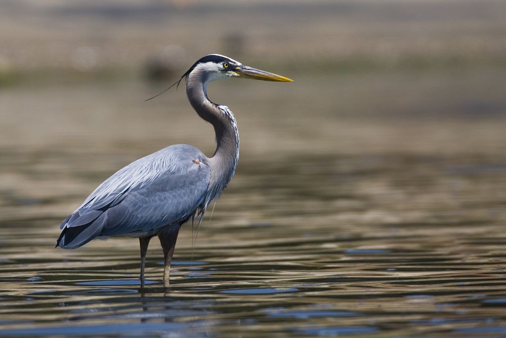 Herons-choose-new-partner-for-mating-each-year.-Both-parents-take-care-of-their-chicks..jpg