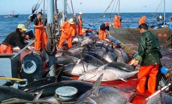 الجزائر تصطاد كامل حصتها من التونة الحمراء الحية لـ 2020 والبالغة 1650 طن