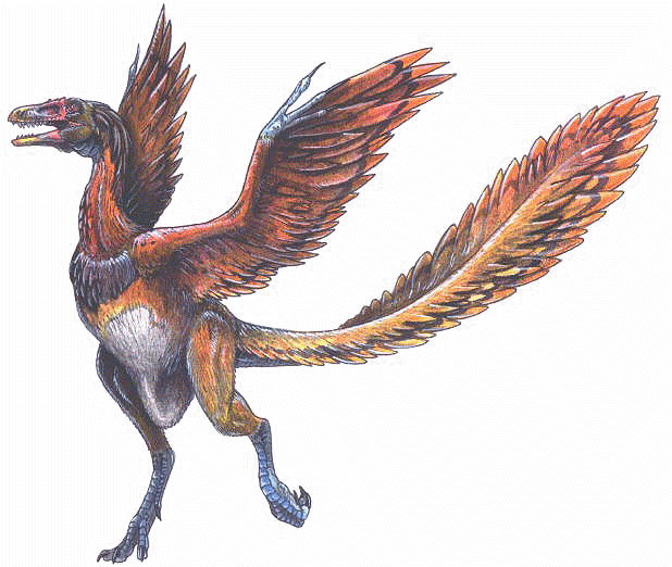 archaeopteryx_lithographica.gif