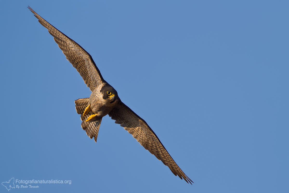 falco_pellegrino_falco_peregrinus_peregrine_falcon_wanderfalken%20(27cc).jpg