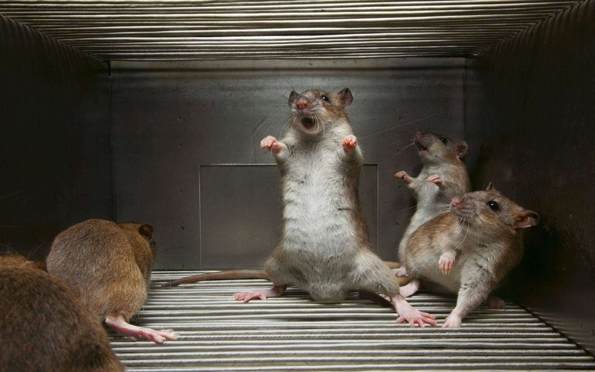 funny-rat-surrender-wallpaper.jpg