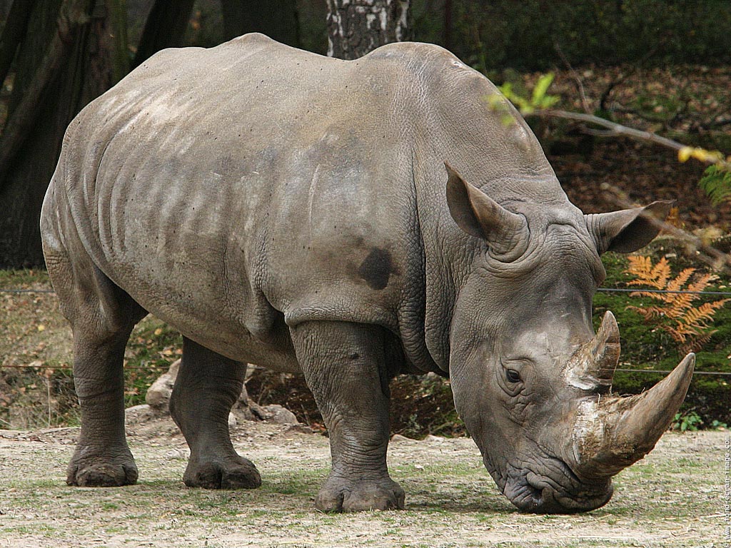 Javanicus-Rhinoceros-2.jpg