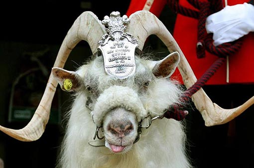 william-windsor_goat_mascot.jpg