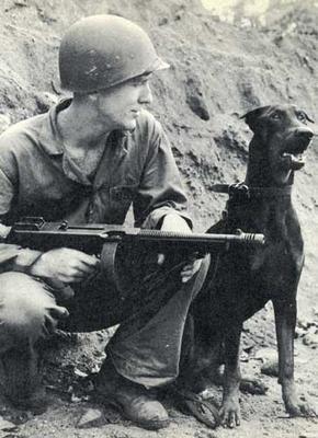 Doberman_Pinscher_Andy_at_Bougainville_WWII_Photo