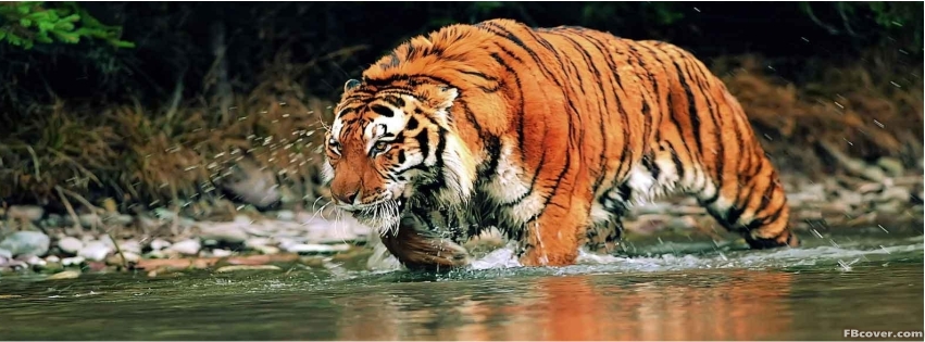 bengal_tiger_river.jpg