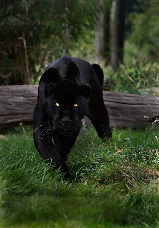 A black panther is typically a melanistic color variant of any of ...