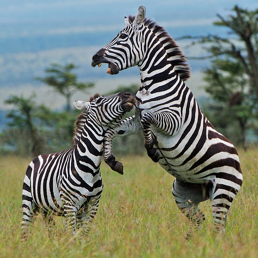 zebras_fighting_4.jpg