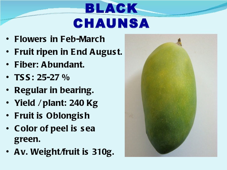 common-varieties-of-mango-7-728.jpg
