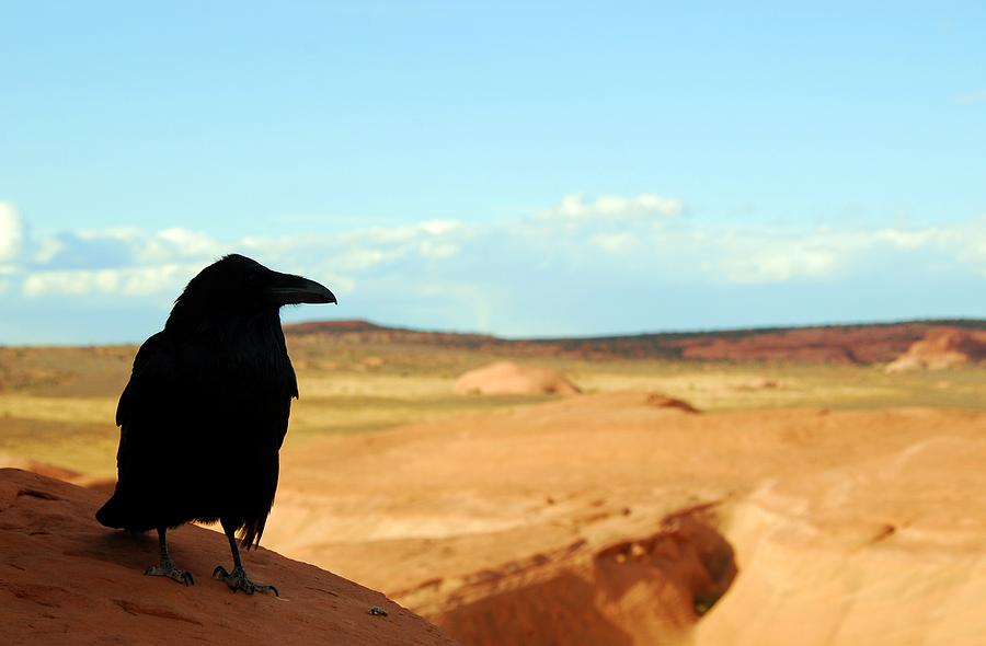 crow-with-desert-backdrop-cascade-colors.jpg