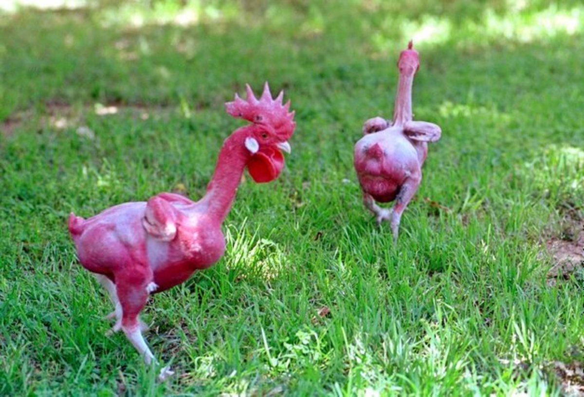 featherless-chickens.jpg