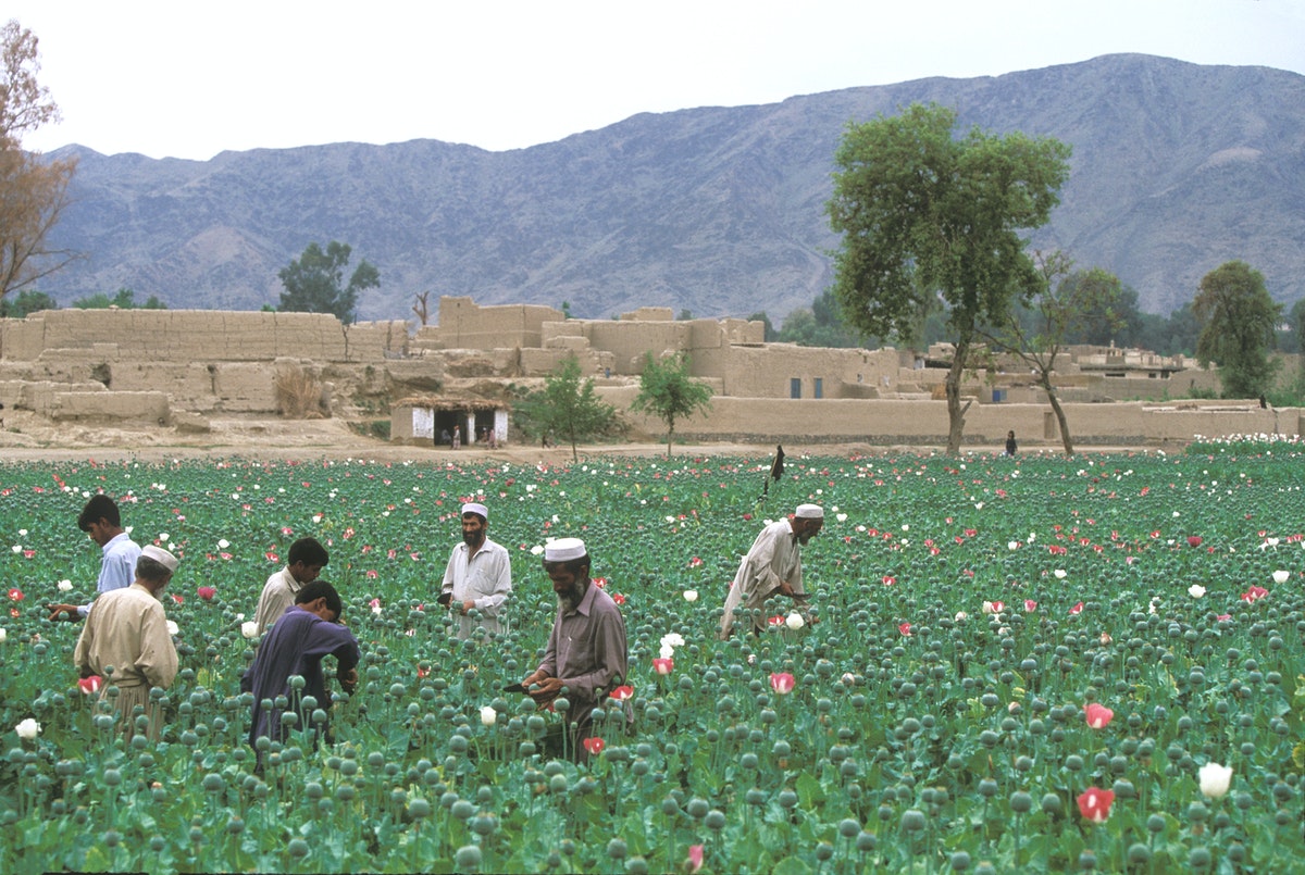 مزاعون أفغان يجمعون الأفيون من نبات الخشخاش- Getty Images