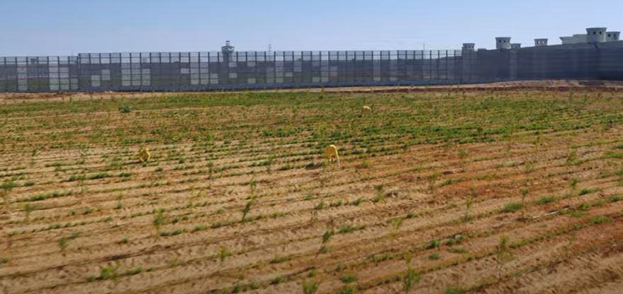 منطقة زراعة مفتوحة منطقة زراعة مفتوحة