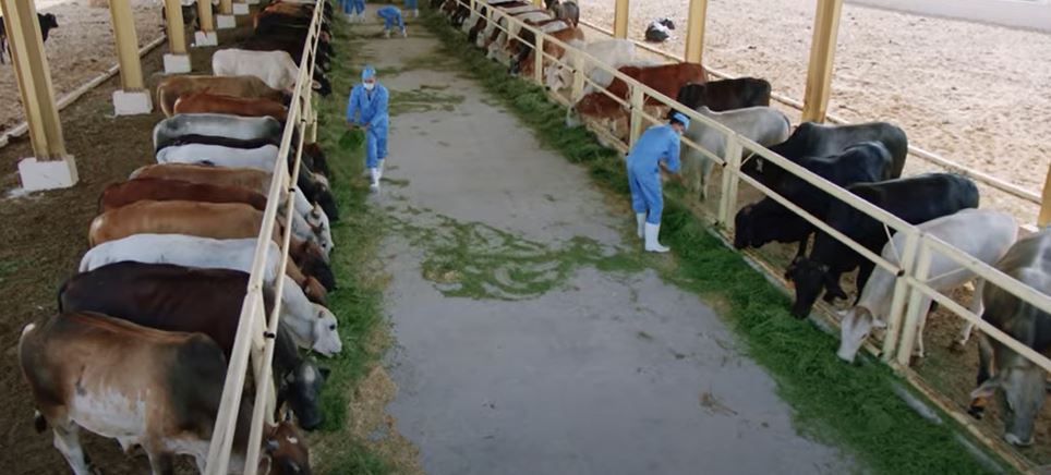 المشروعات الحيوانية المشروعات الحيوانية