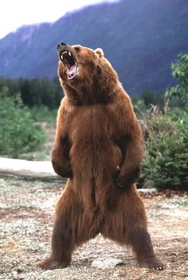 bear-roar.jpg
