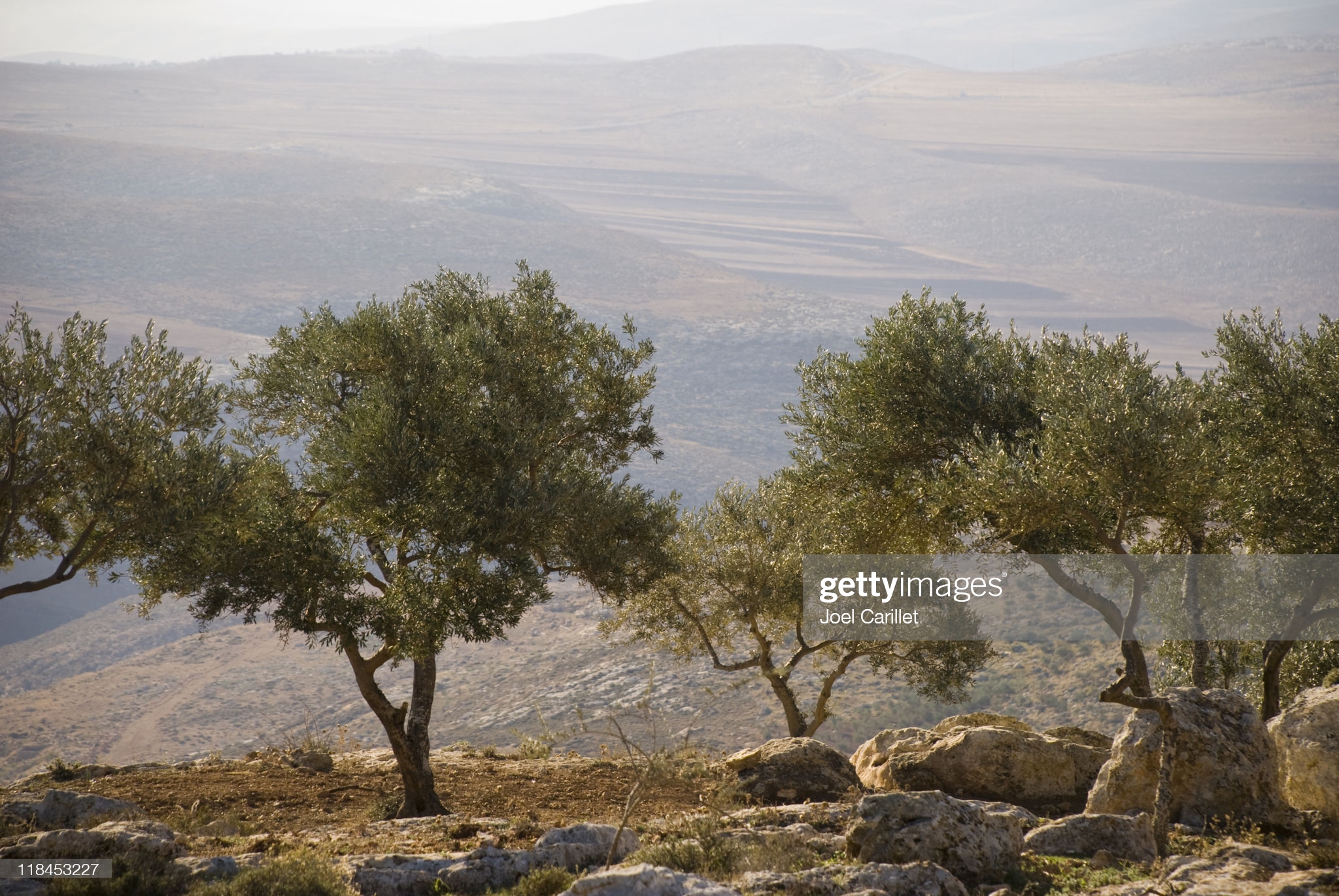 palestinian-landscape-with-olive-trees-in-the-northern-west-bank-picture-id118453227