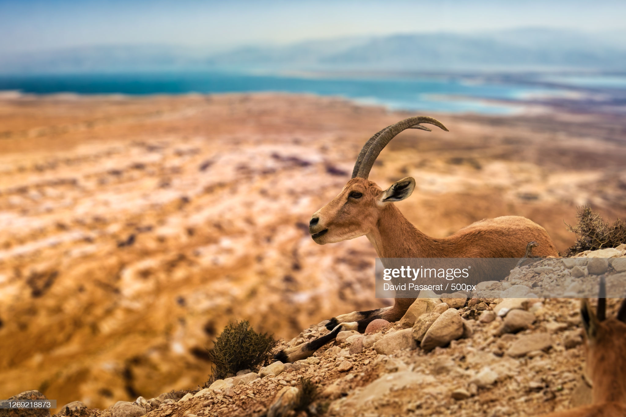 side-view-of-horned-mammal-standing-on-land-khallat-al-mayyah-picture-id1269218873