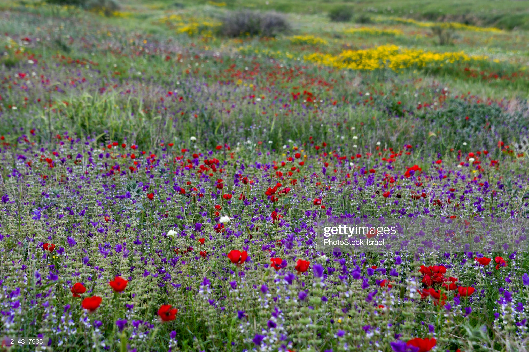 spring-bloom-jordan-valley-picture-id1214317935