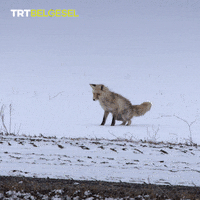 Fox Fail GIF by TRT