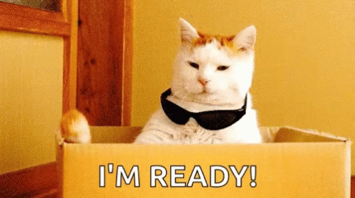 Image result for i'm ready cat gif